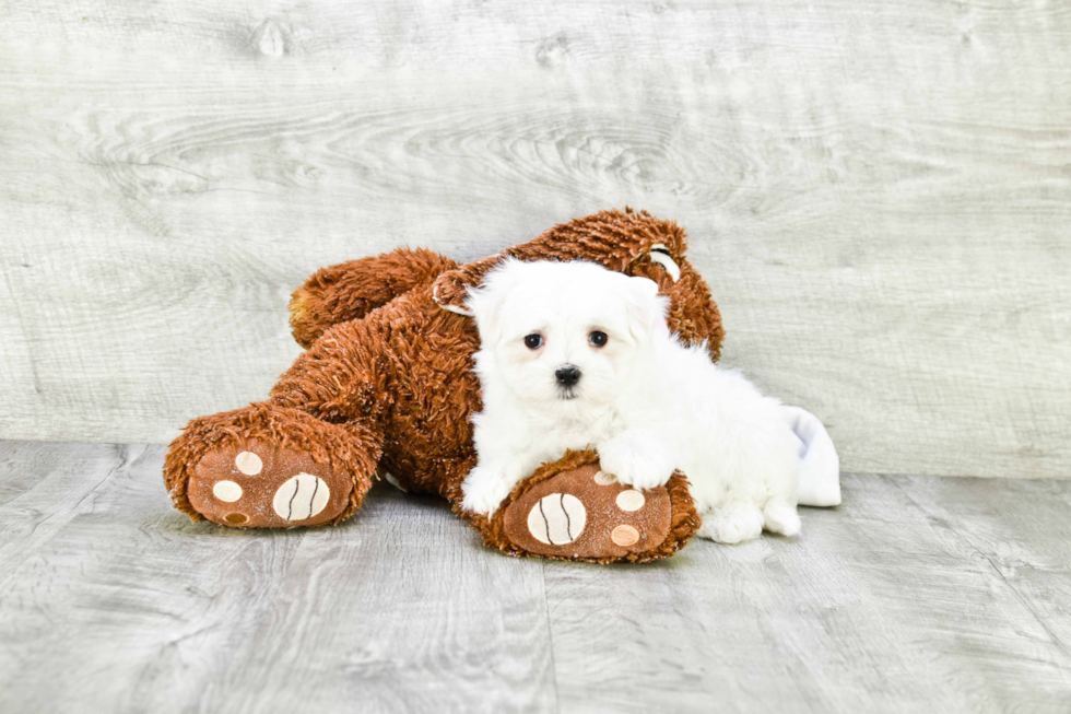 Maltese Puppy for Adoption