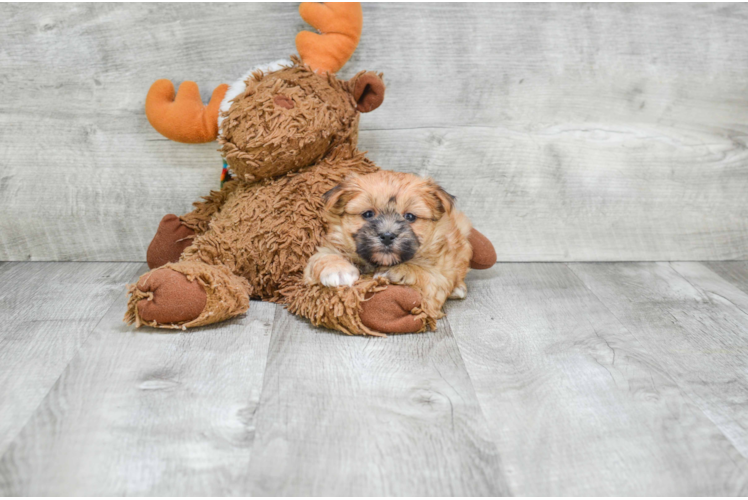 Best Morkie Baby