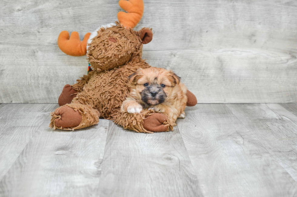 Best Morkie Baby