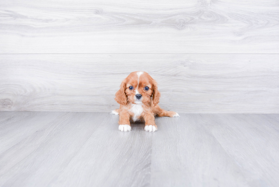 Little Cavalier King Charles Spaniel Baby