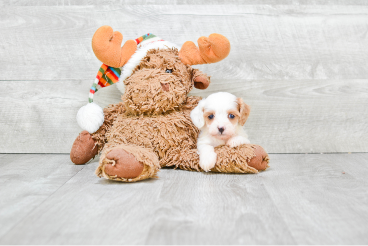 Petite Cavapoo Poodle Mix Pup