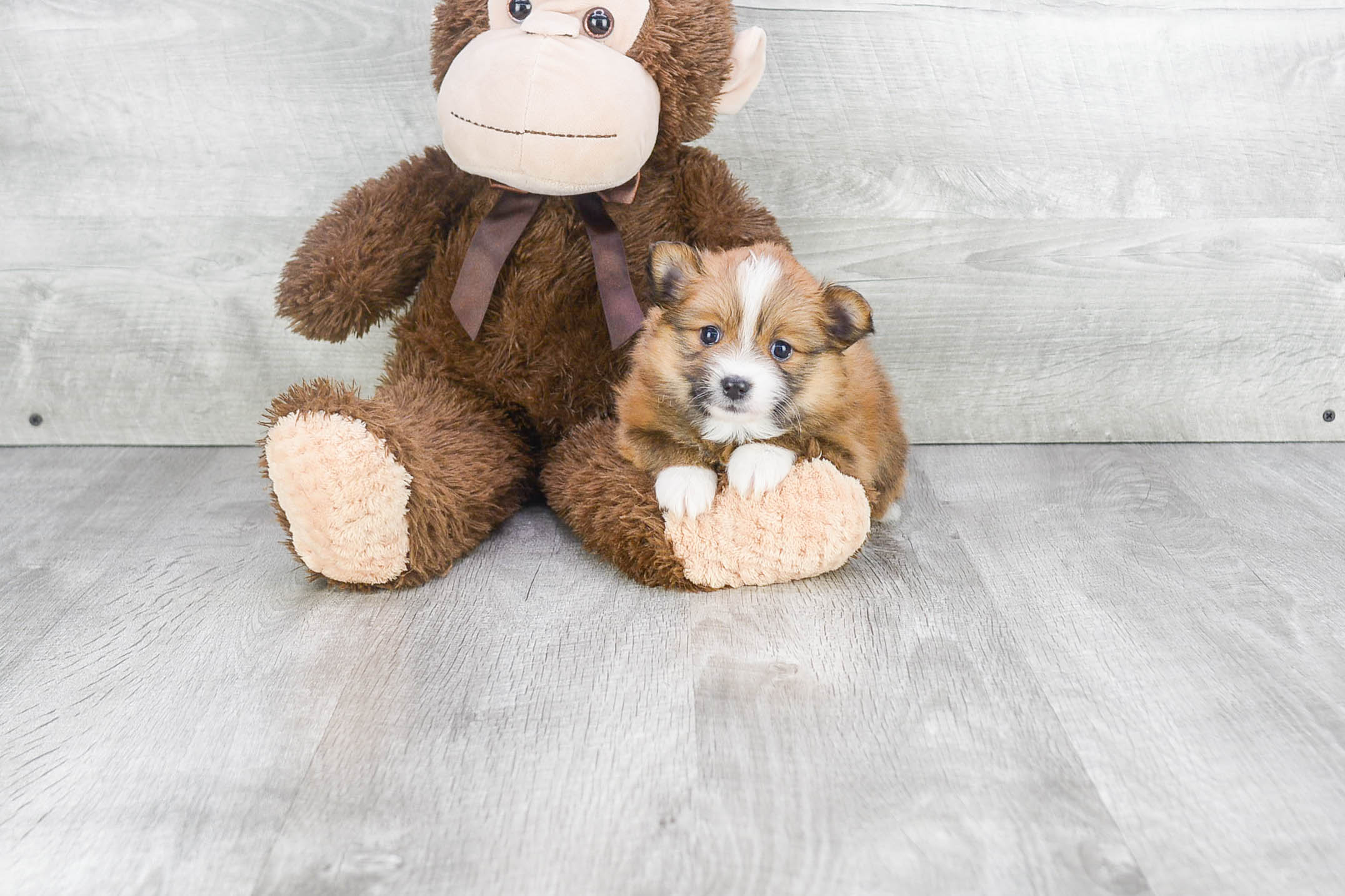 Best Pomeranian Baby