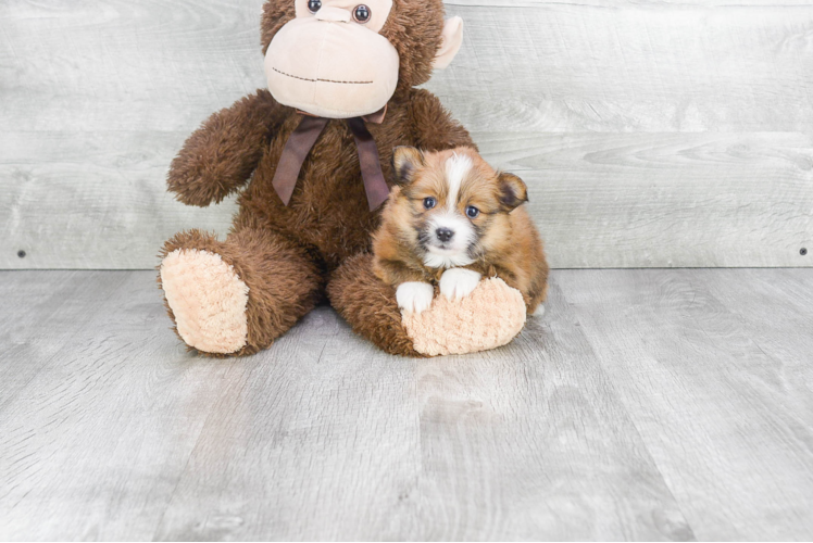 Best Pomeranian Baby
