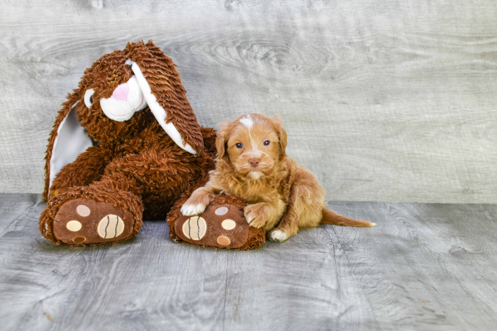 Best Mini Goldendoodle Baby