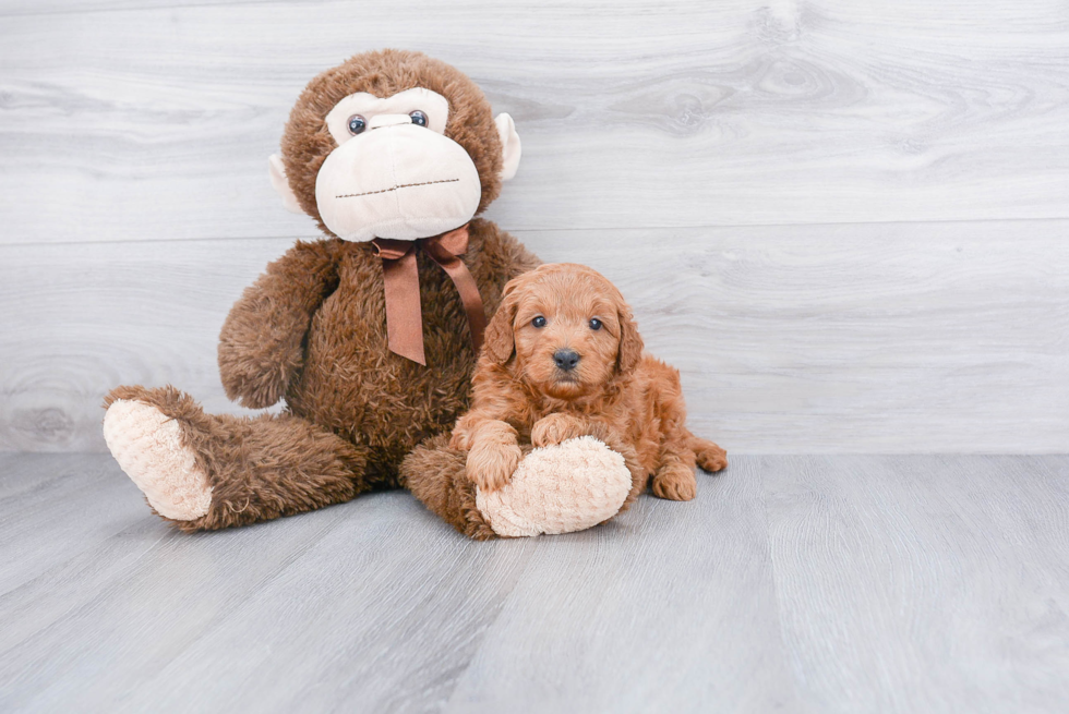 Playful Golden Retriever Poodle Mix Puppy