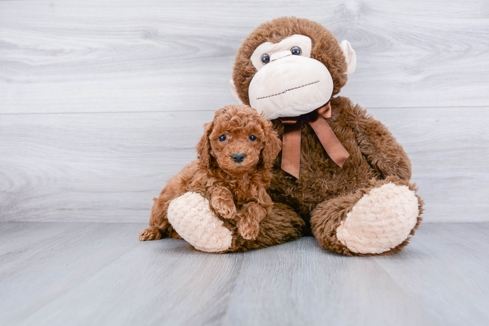 Friendly Cockapoo Baby