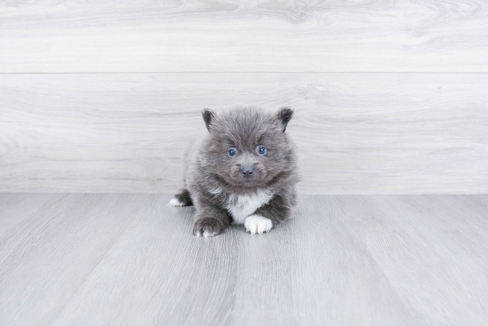 Pomeranian Pup Being Cute