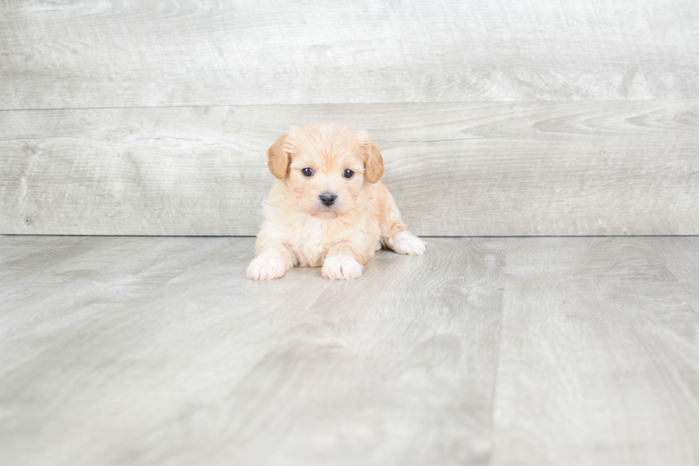 Cavachon Puppy for Adoption