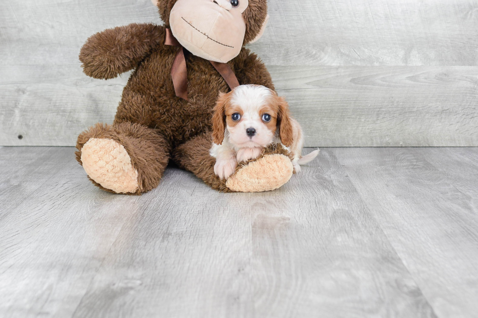 Friendly Cavalier King Charles Spaniel Baby