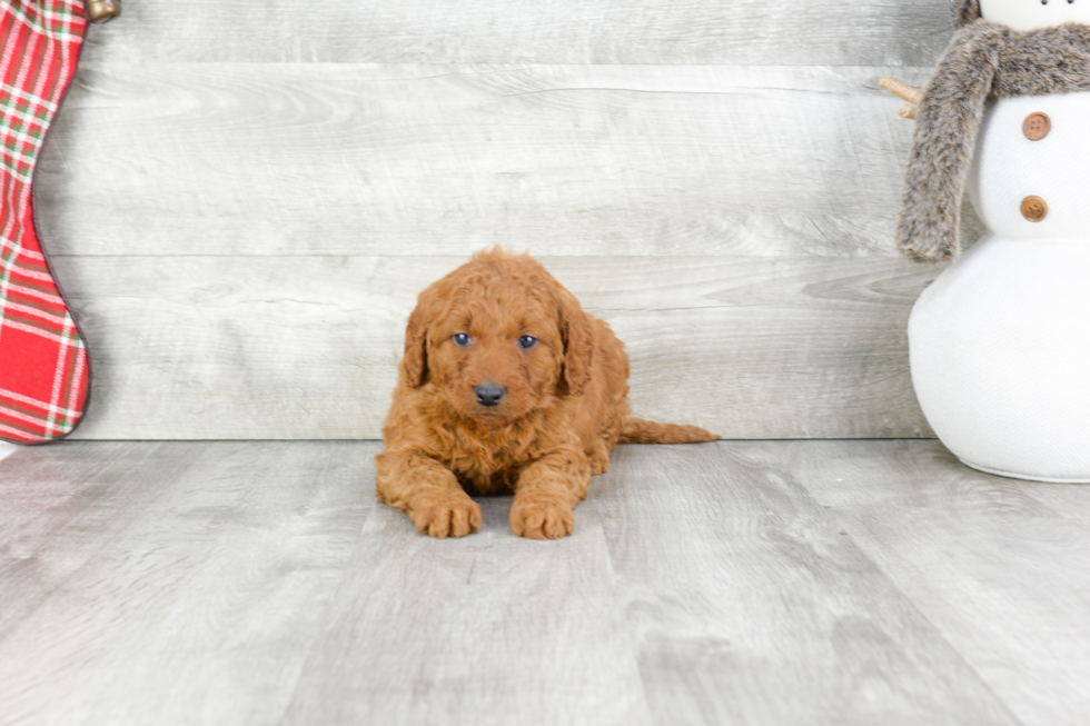 Mini Goldendoodle Puppy for Adoption