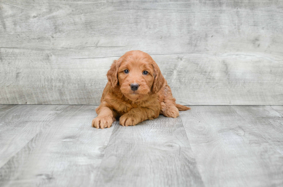 Mini Goldendoodle Puppy for Adoption