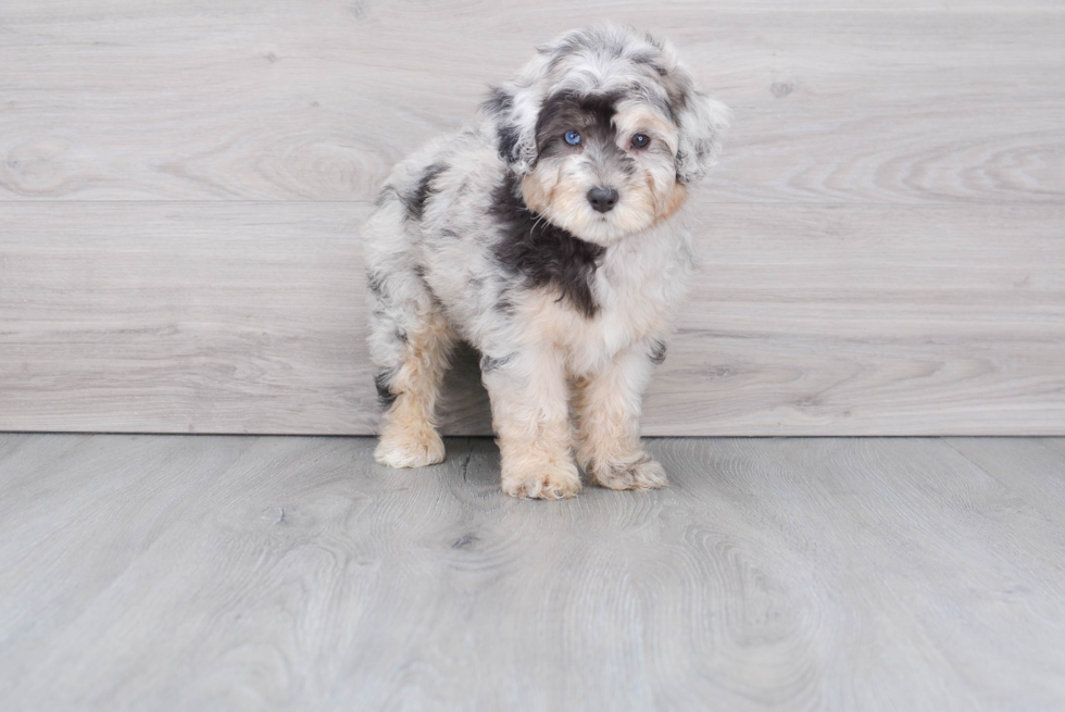 Best Mini Aussiedoodle Baby