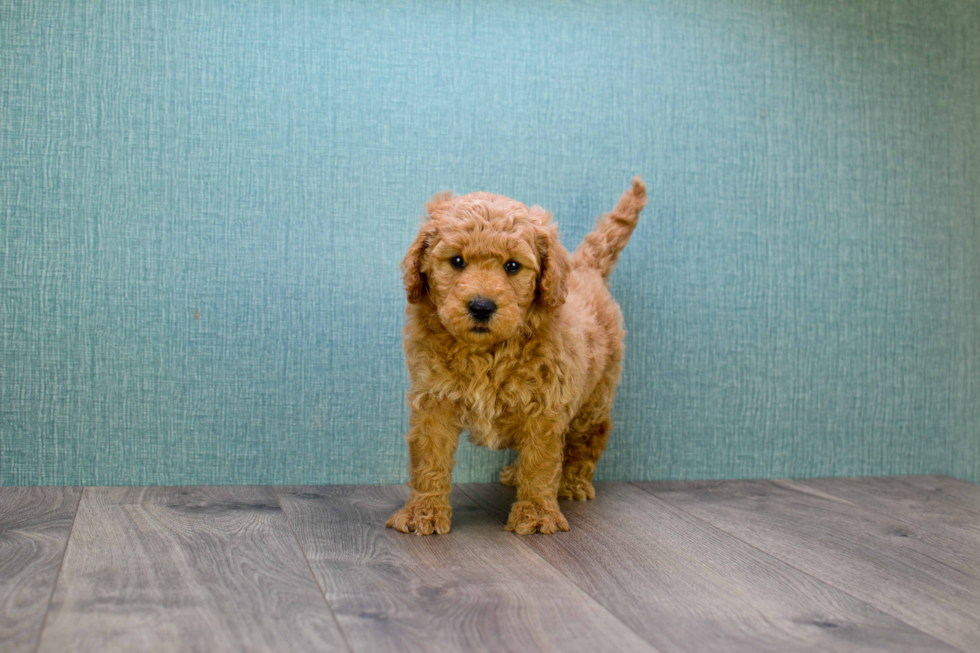 Little Golden Retriever Poodle Mix Puppy