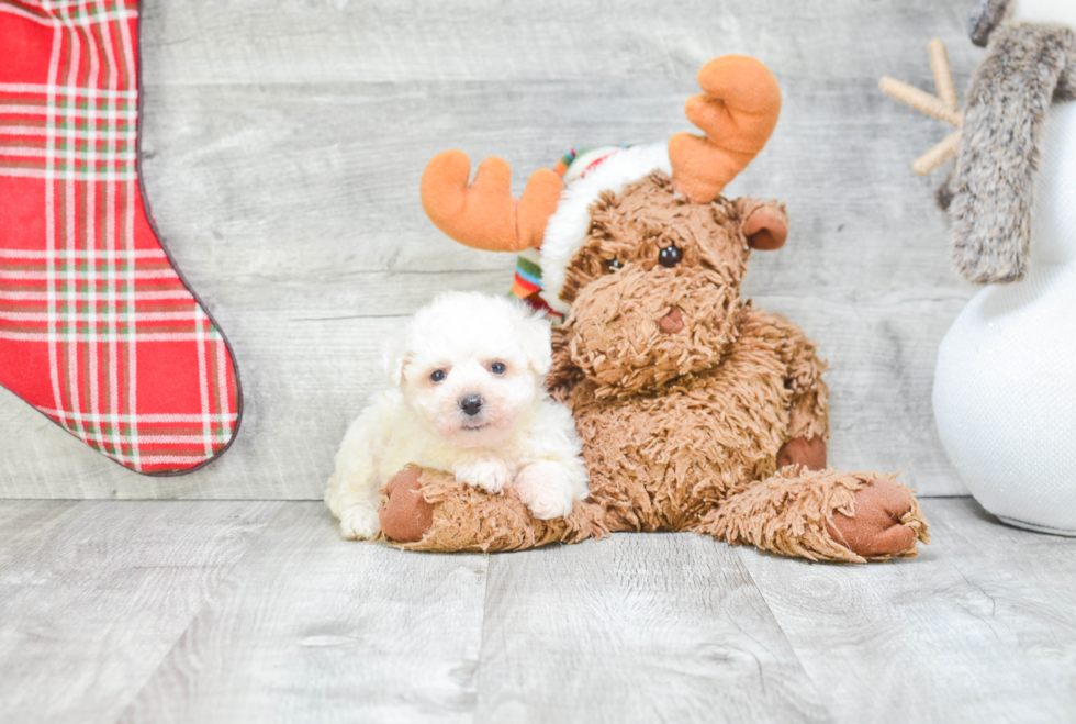 Bichon Frise Pup Being Cute