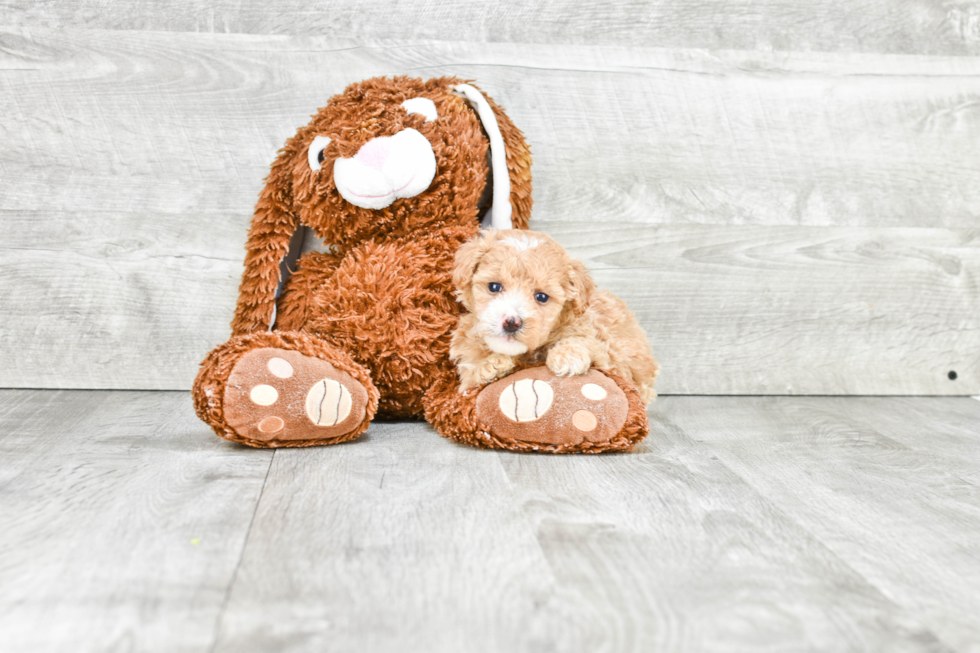 Maltipoo Pup Being Cute