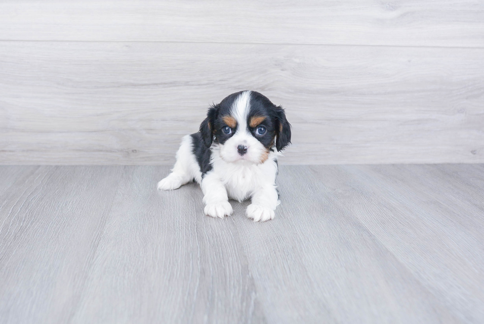 Akc Registered Cavalier King Charles Spaniel Purebred Pup