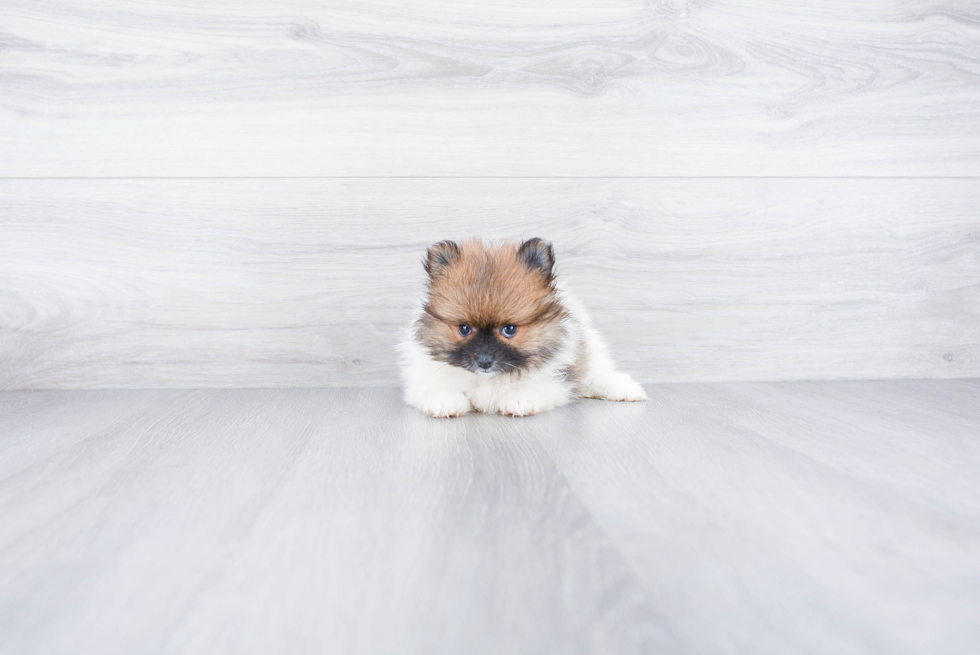 Funny Pomeranian Purebred Pup