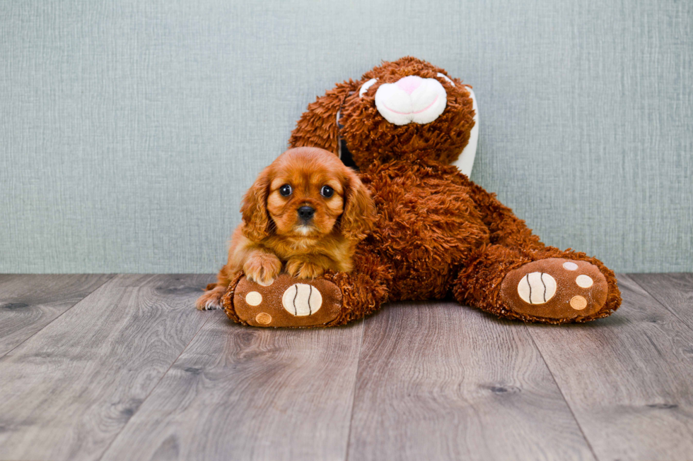 Playful Cavalier King Charles Spaniel Baby