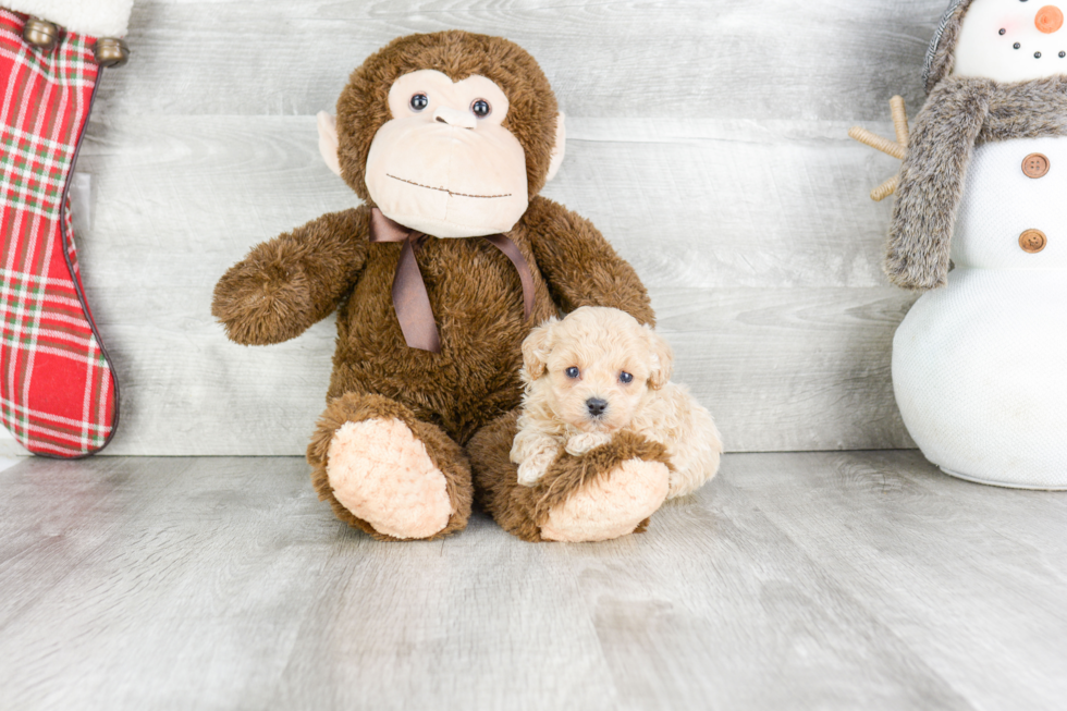 Fluffy Cavachon Designer Pup