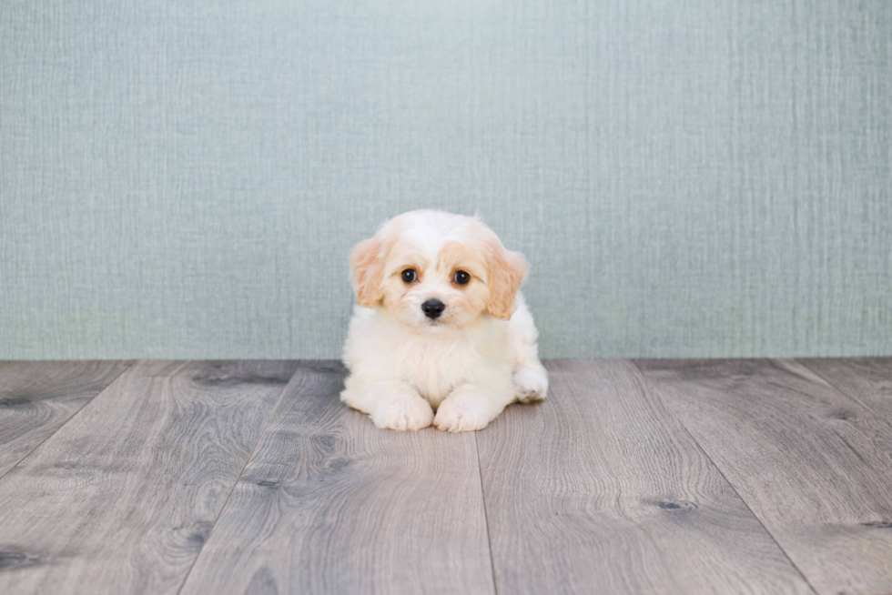 Cavachon Pup Being Cute