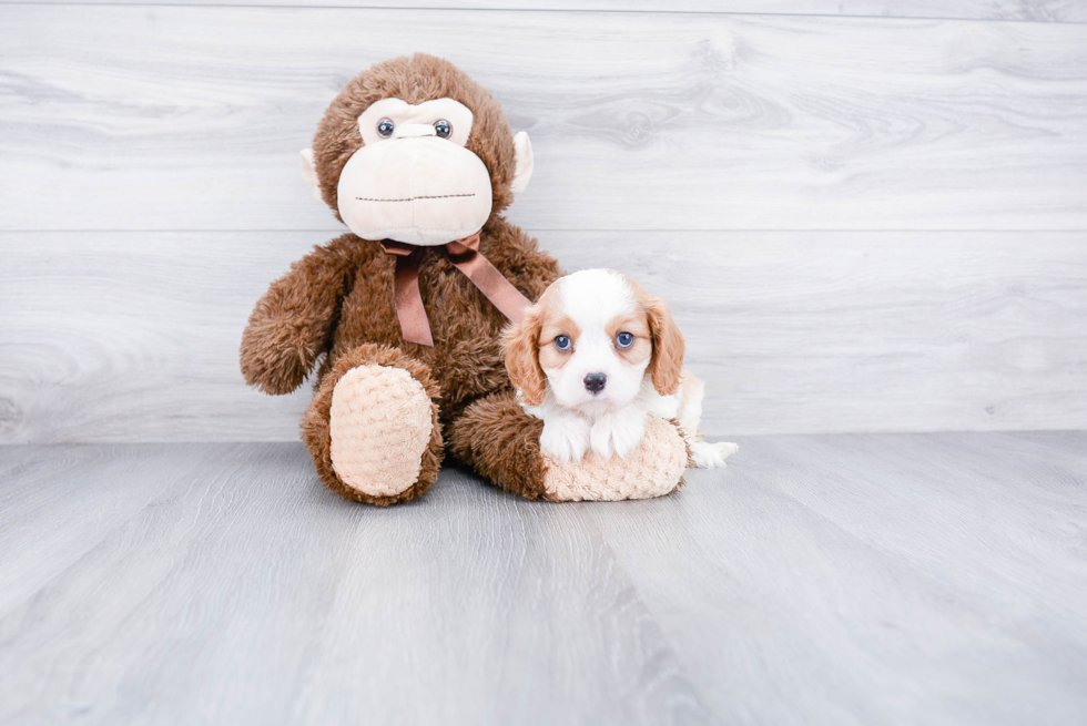 Cavalier King Charles Spaniel Puppy for Adoption