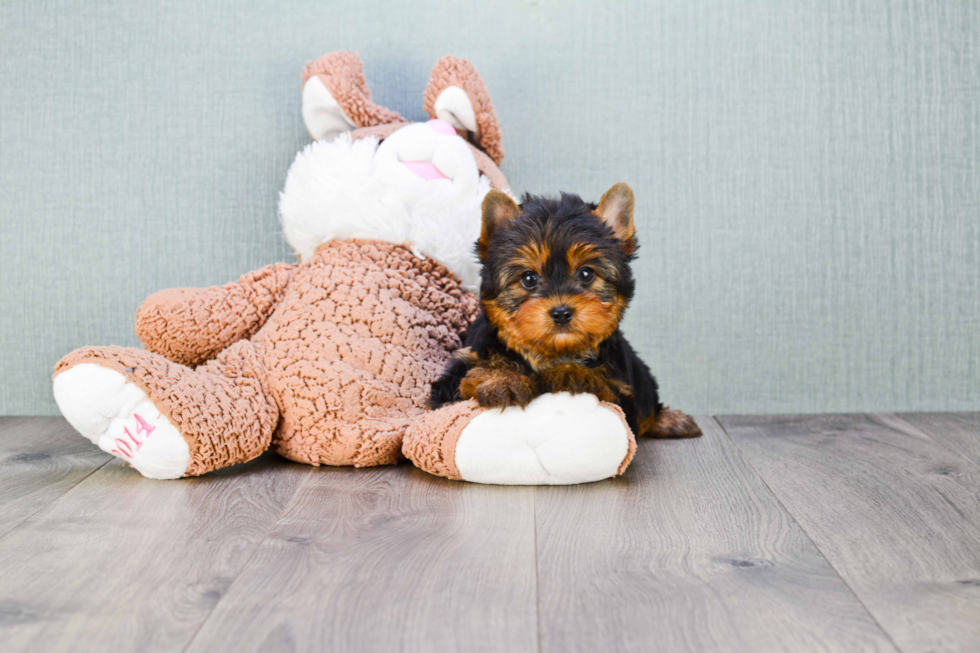 Meet Joey - our Yorkshire Terrier Puppy Photo 