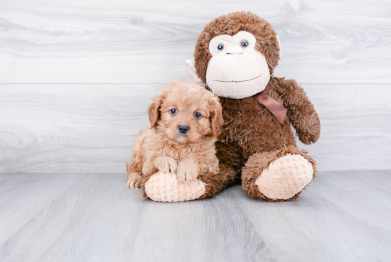 Cavapoo Puppy for Adoption