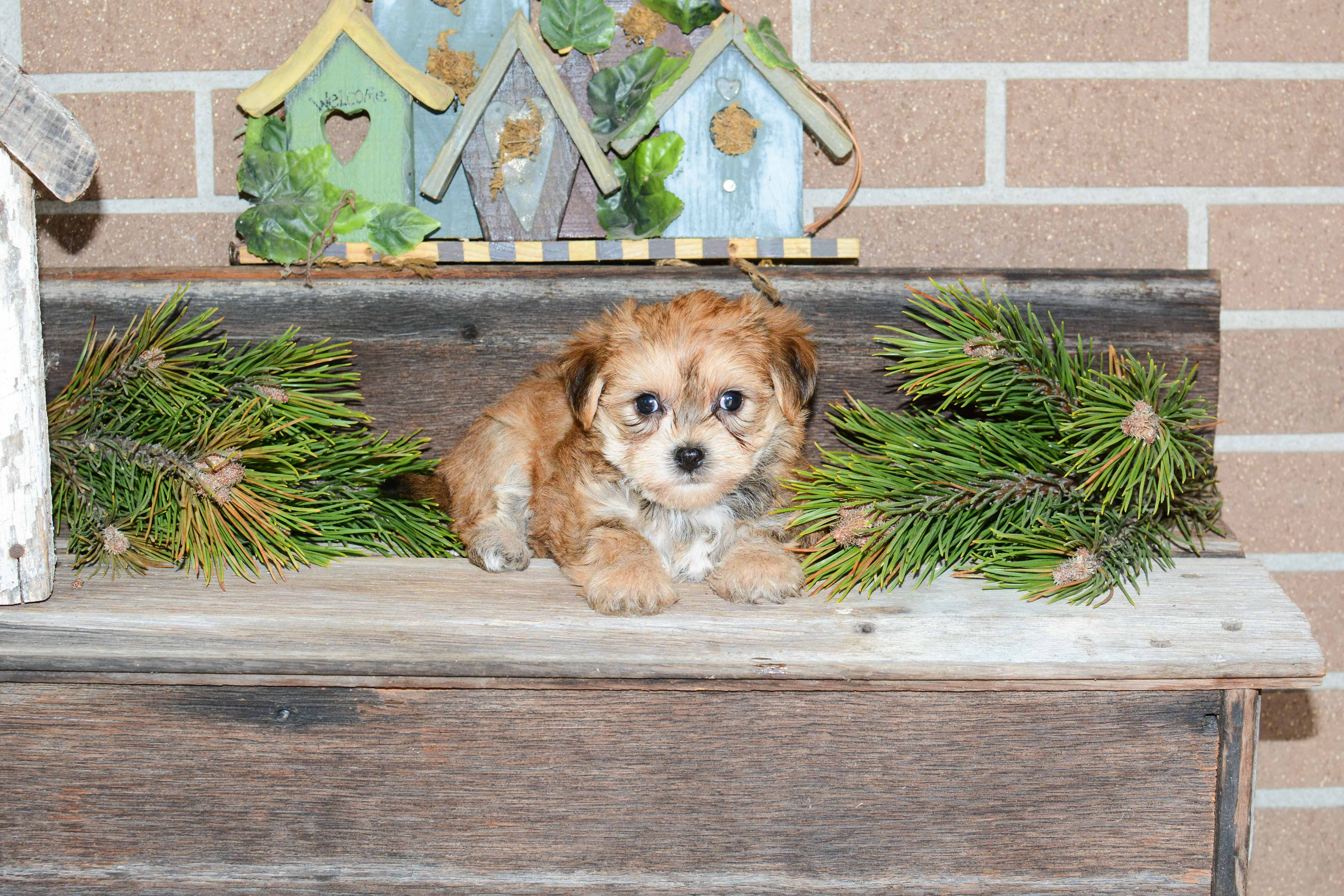 Morkie Pup Being Cute