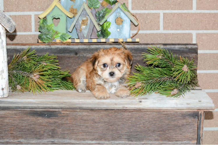 Morkie Pup Being Cute