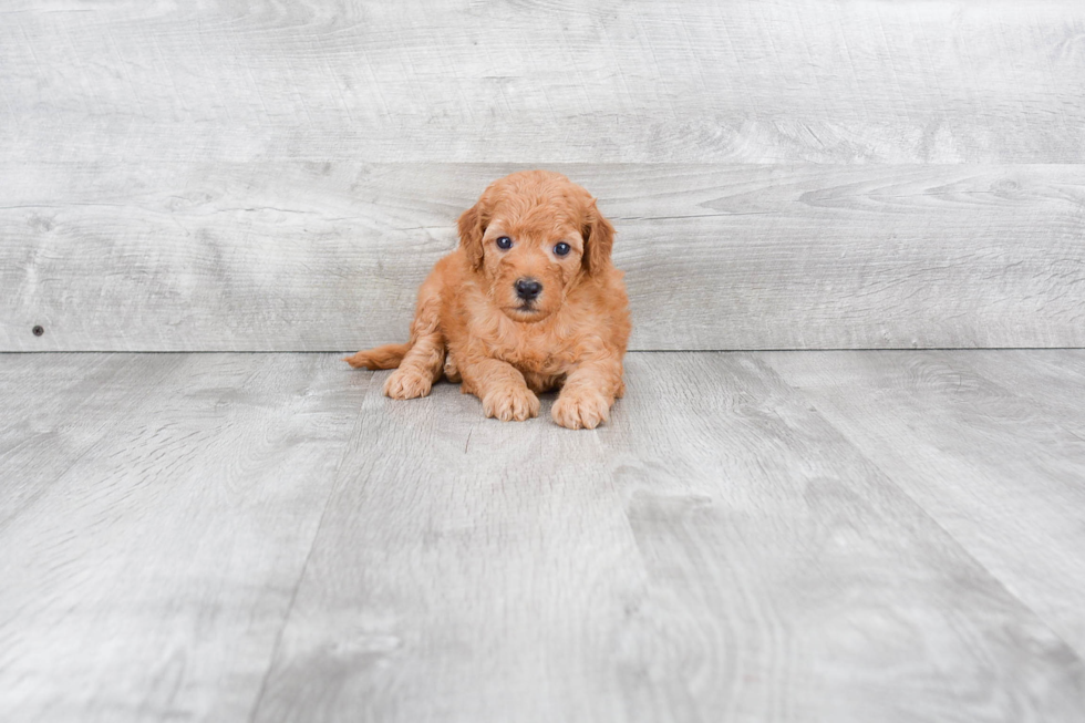 Best Mini Goldendoodle Baby