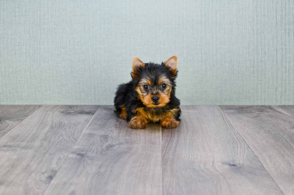 Meet Tinkerbell - our Yorkshire Terrier Puppy Photo 