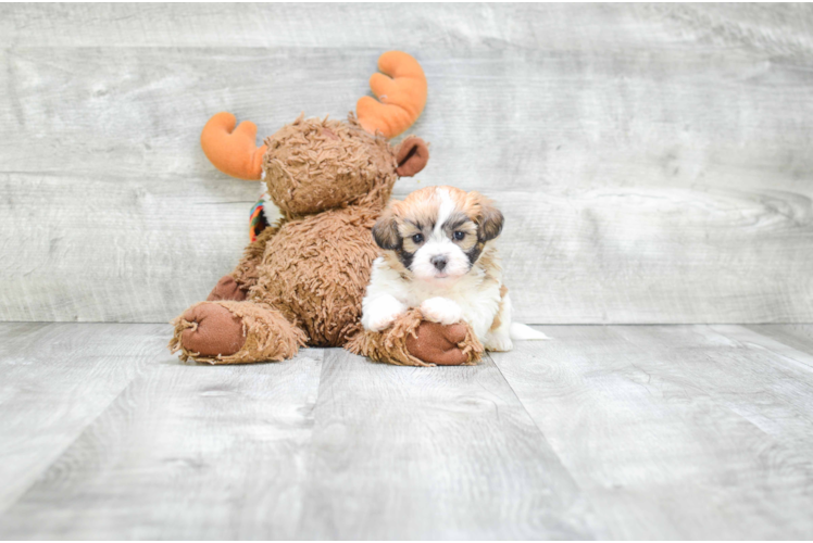 Fluffy Teddy Bear Designer Pup