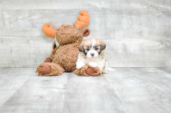 Fluffy Teddy Bear Designer Pup