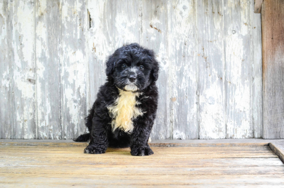 Mini Bernedoodle Pup Being Cute