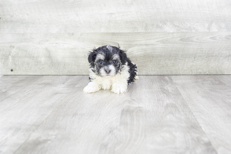 Funny Maltipoo Poodle Mix Pup