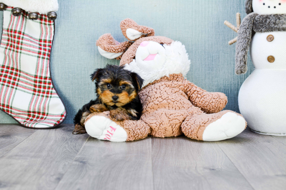 Meet Capone - our Yorkshire Terrier Puppy Photo 