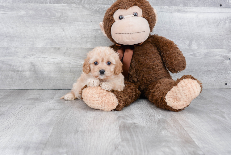 Playful Cavoodle Poodle Mix Puppy