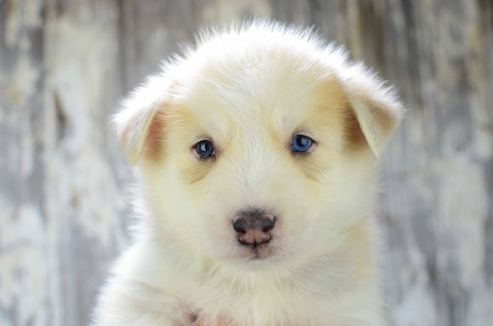 Happy Pomsky Baby