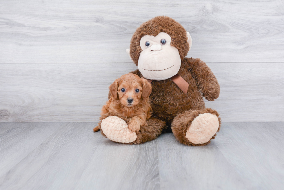 Friendly Cavapoo Baby