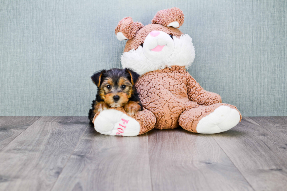 Meet Bronze - our Yorkshire Terrier Puppy Photo 