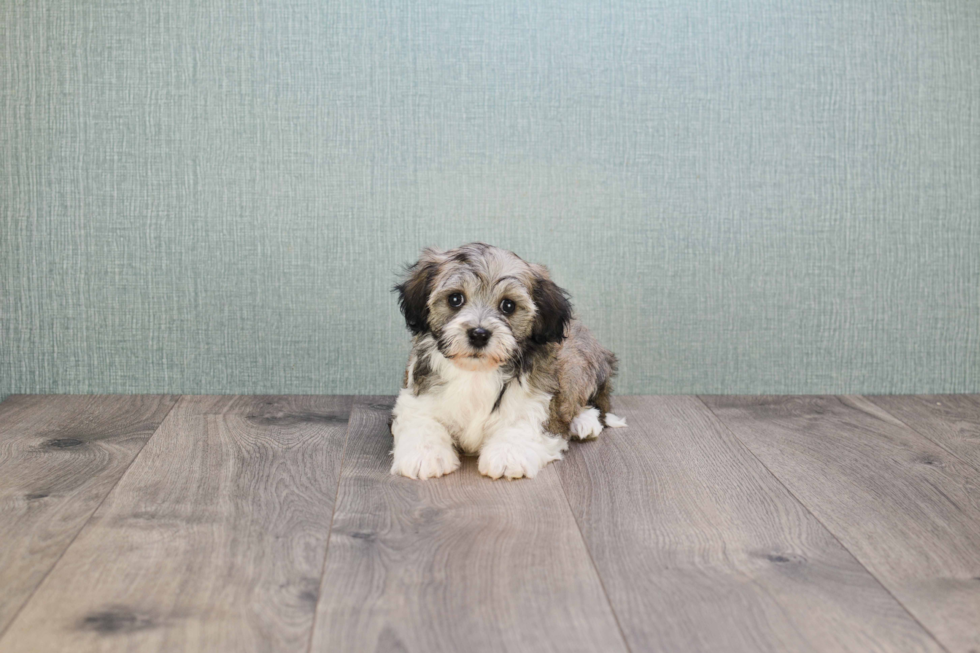 Havanese Pup Being Cute