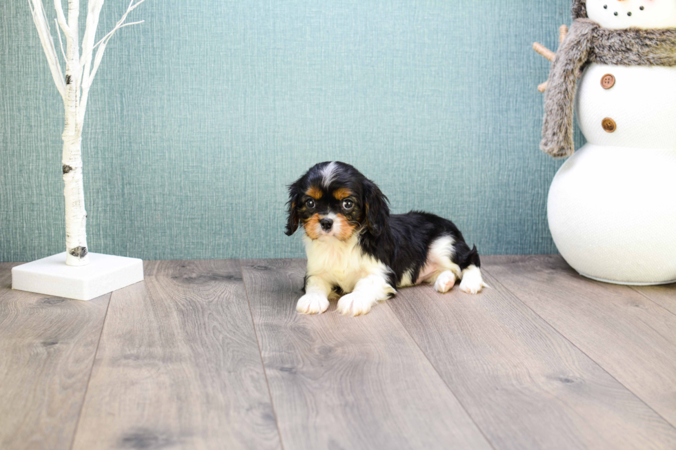 Small Cavalier King Charles Spaniel Purebred Pup