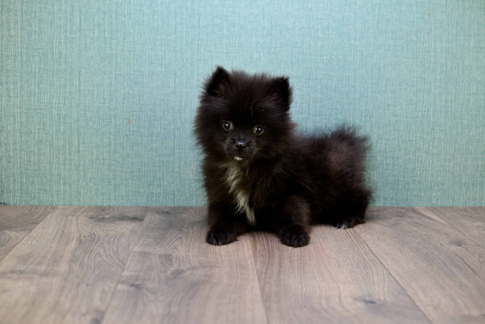 Pomeranian Puppy for Adoption