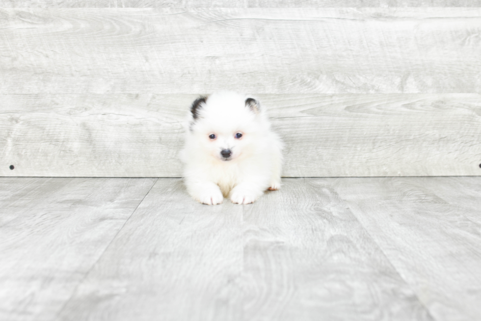 Pomeranian Pup Being Cute