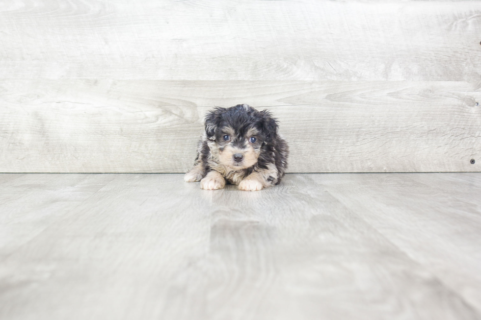 Best Mini Aussiedoodle Baby