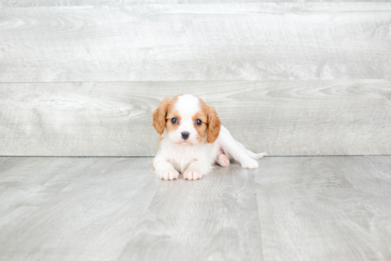 Hypoallergenic Cavalier King Charles Spaniel Baby