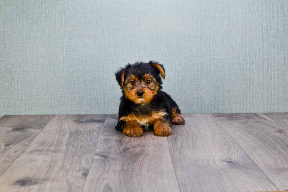 Meet Joe - our Yorkshire Terrier Puppy Photo 