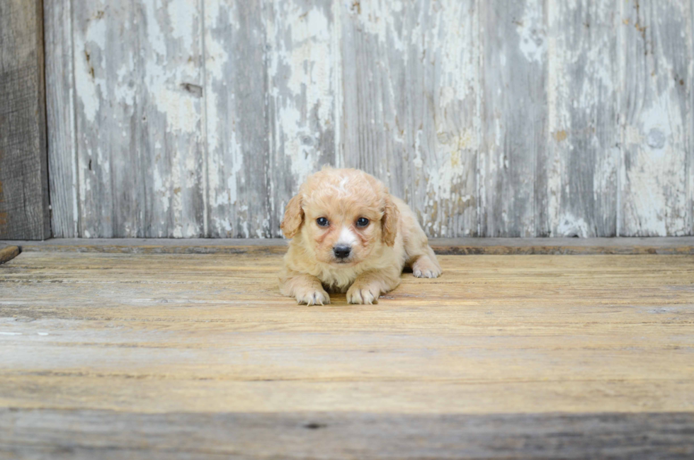 Cavapoo Pup Being Cute