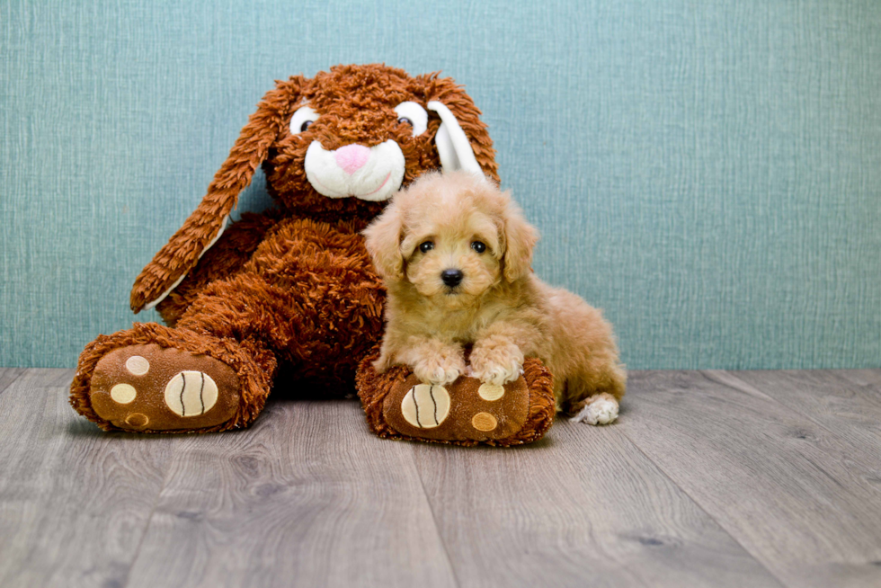 Best Cavapoo Baby