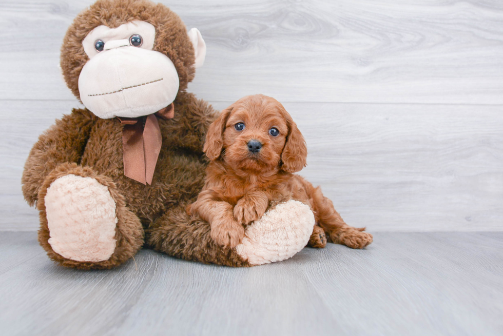 Cavapoo Puppy for Adoption